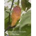 7-Pot Bubble-Gum X Jays Ghost Peach Pepper Seeds 