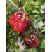 APS Pretty Black Habanero Pepper Seeds 