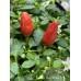Numex Valentines Day Pepper Seeds Numex Valentines Day Pepper Seeds