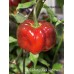 APS Pretty Black Habanero Pepper Seeds 
