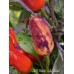 APS Black Jelly Bean Pepper Seeds 