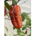 7-Pot Bubble Gum Dream Pepper Seeds