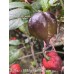 Jig Saw x BBM x Yaki Blue Fawn Pepper Seeds 