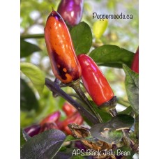 APS Black Jelly Bean Pepper Seeds 