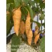 7-Pot Bubble-Gum X Jays Ghost Peach Pepper Seeds 