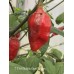 7-Pot Bubble Gum Dream Pepper Seeds
