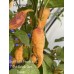 7-Pot Bubble-Gum X Jays Ghost Peach Pepper Seeds 