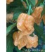 BOC x GKB Orange Pepper Seeds BOC x GKB Orange Pepper Seeds
