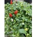 Numex Valentines Day Pepper Seeds Numex Valentines Day Pepper Seeds