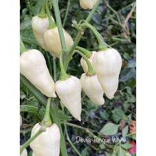 Devils Tongue White Pepper Seeds