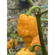 7-Pot Dragons Breath Yellow Pepper Seeds 