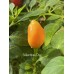 Numex Valentines Day Pepper Seeds Numex Valentines Day Pepper Seeds
