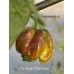 APS Purple 7-Pot Cross Pepper Seeds APS Purple 7-Pot Cross Pepper Seeds
