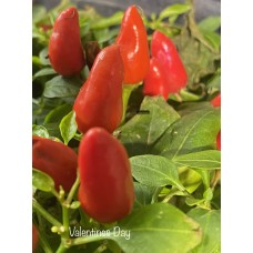 Numex Valentines Day Pepper Seeds Numex Valentines Day Pepper Seeds
