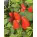 Numex Valentines Day Pepper Seeds Numex Valentines Day Pepper Seeds