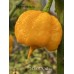 7-Pot 7DX Yellow Pepper Seeds 