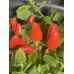 Numex Valentines Day Pepper Seeds Numex Valentines Day Pepper Seeds
