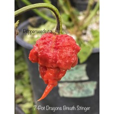 7-Pot Dragons Breath Stinger Pepper Seeds