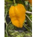 Douglah Billy-Boy Pepper Seeds