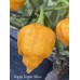 Raptor Ripper Yellow Pepper Seeds 