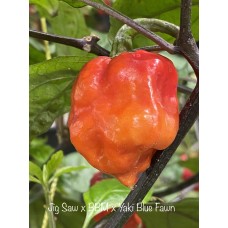 Jig Saw x BBM x Yaki Blue Fawn Pepper Seeds Jig Saw x BBM x Yaki Blue Fawn Pepper Seeds