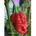 7-Pot Boldog Red Pepper Seeds 