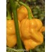 Douglah Billy-Boy Pepper Seeds