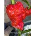 7-Pot Boldog Red Pepper Seeds 