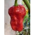 7-Pot Boldog Red Pepper Seeds 