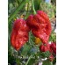7-Pot Boldog Red Pepper Seeds 
