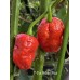 7-Pot Boldog Red Pepper Seeds 