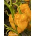 Douglah Billy-Boy Pepper Seeds