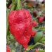 7-Pot Dragon's Breath Pepper Seeds