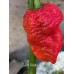 7-Pot Boldog Red Pepper Seeds 
