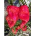 7-Pot Boldog Red Pepper Seeds 