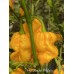 Douglah Billy-Boy Pepper Seeds