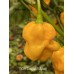 Douglah Billy-Boy Pepper Seeds