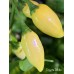 Coyote White Pepper Seeds 
