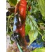 Purple Tiger Cacho Green Leaf Pepper Seeds Purple Tiger Cacho Green Leaf Pepper Seeds