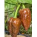 Brent’s Chocolate Pepper Seeds Brent’s Chocolate Pepper Seeds
