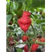 Bhutlah Decratrat Pepper Seeds 