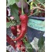 Leviathan Gnarly Scorpion Pepper Seeds