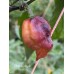 Bhut x Neyde Pepper Seeds Bhut x Neyde Pepper Seeds