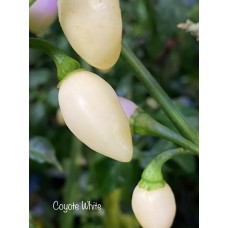 Coyote White Pepper Seeds 