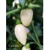 Coyote White Pepper Seeds 