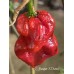 Carolina Reaper x Puma Pepper Seeds	