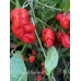 Bhutlah Decratrat Pepper Seeds 