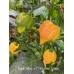 Fatalii Yellow x 7 Pot Brain Strain Pepper Seeds 