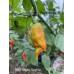 Bhut Jolokia Surprise Pepper Seeds 