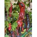 Purple Tiger Cacho Green Leaf Pepper Seeds Purple Tiger Cacho Green Leaf Pepper Seeds
